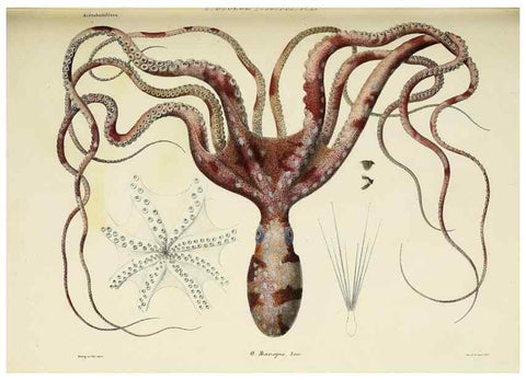 Reproducción/Reproduction 49435132757: Histoire naturelle, générale et particulière des céphalopodes acétabuifères viants, et fossiles :. Paris :Impr. de A. Lacour,1835-1848.. 