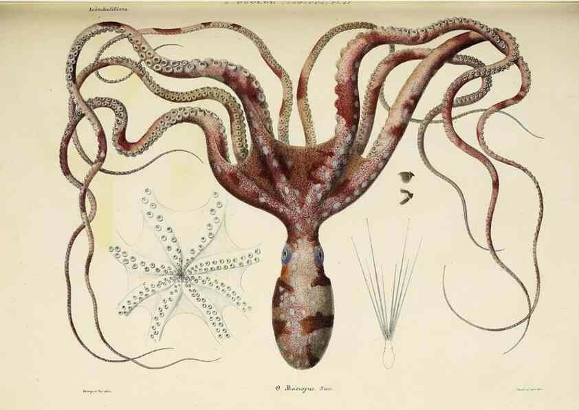 Reproducción/Reproduction 49435132757: Histoire naturelle, générale et particulière des céphalopodes acétabuifères viants, et fossiles :. Paris :Impr. de A. Lacour,1835-1848.. 