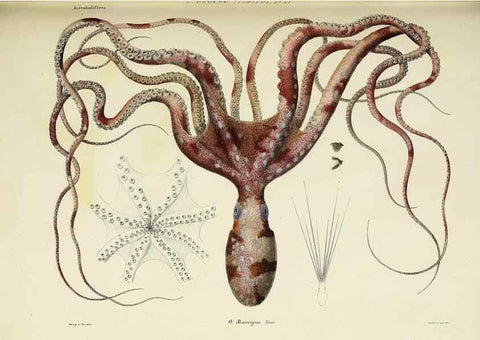 Reproducción/Reproduction 49435132757: Histoire naturelle, générale et particulière des céphalopodes acétabuifères viants, et fossiles :. Paris :Impr. de A. Lacour,1835-1848.. 