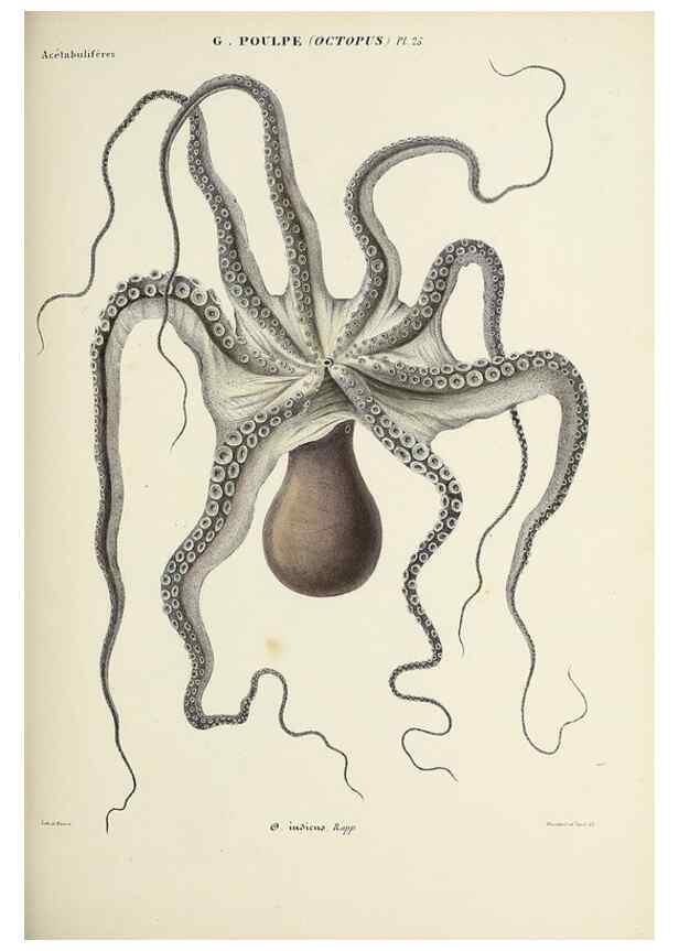 Reproducción/Reproduction 49435133187: Histoire naturelle, générale et particulière des céphalopodes acétabuifères viants, et fossiles :. Paris :Impr. de A. Lacour,1835-1848.. 