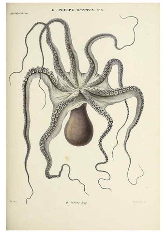Reproducción/Reproduction 49435133187: Histoire naturelle, générale et particulière des céphalopodes acétabuifères viants, et fossiles :. Paris :Impr. de A. Lacour,1835-1848.. 