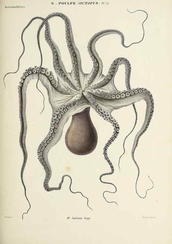 Reproducción/Reproduction 49435133187: Histoire naturelle, générale et particulière des céphalopodes acétabuifères viants, et fossiles :. Paris :Impr. de A. Lacour,1835-1848.. 