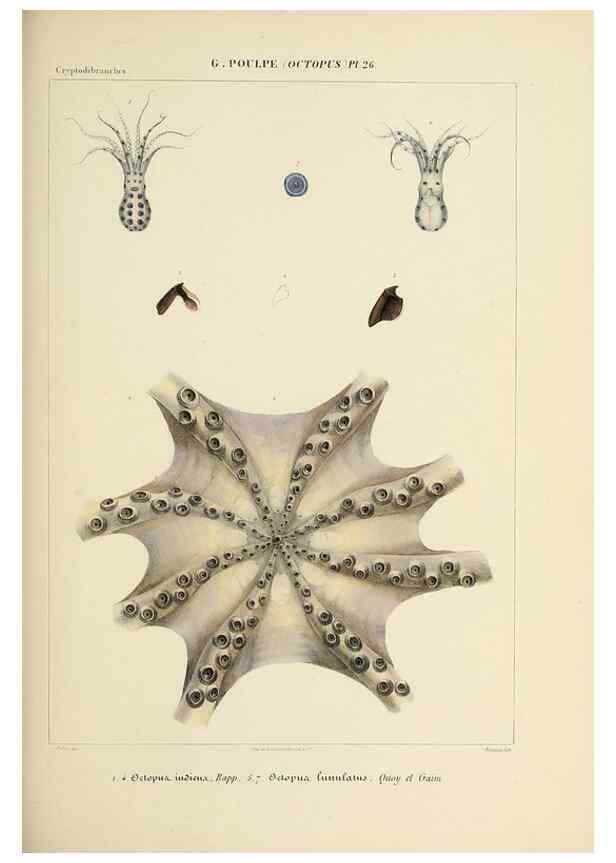 Reproducción/Reproduction 49435133482: Histoire naturelle, générale et particulière des céphalopodes acétabuifères viants, et fossiles :. Paris :Impr. de A. Lacour,1835-1848.. 