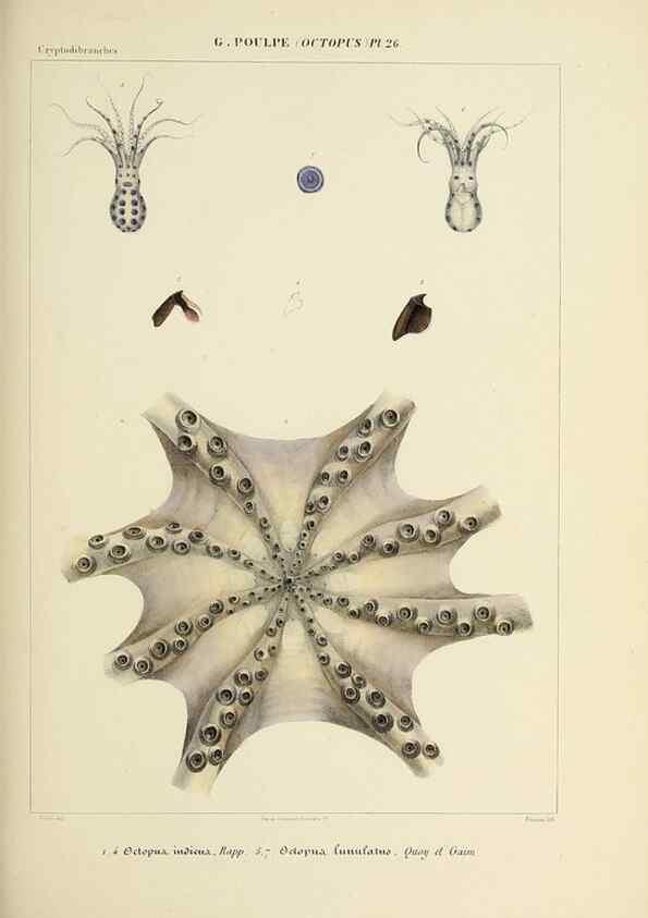 Reproducción/Reproduction 49435133482: Histoire naturelle, générale et particulière des céphalopodes acétabuifères viants, et fossiles :. Paris :Impr. de A. Lacour,1835-1848.. 