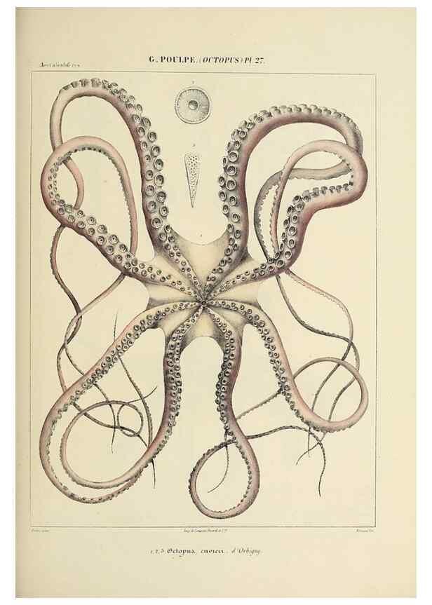 Reproducción/Reproduction 49434912181: Histoire naturelle, générale et particulière des céphalopodes acétabuifères viants, et fossiles :. Paris :Impr. de A. Lacour,1835-1848.. 