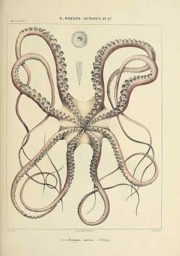 Reproducción/Reproduction 49434912181: Histoire naturelle, générale et particulière des céphalopodes acétabuifères viants, et fossiles :. Paris :Impr. de A. Lacour,1835-1848.. 