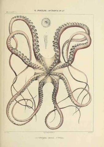 Reproducción/Reproduction 49434912181: Histoire naturelle, générale et particulière des céphalopodes acétabuifères viants, et fossiles :. Paris :Impr. de A. Lacour,1835-1848.. 