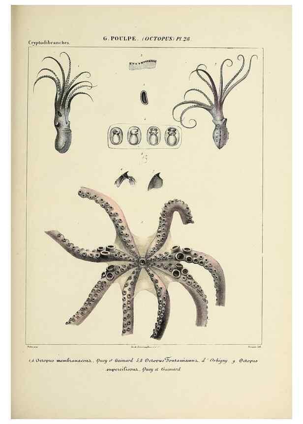 Reproducción/Reproduction 49435134282: Histoire naturelle, générale et particulière des céphalopodes acétabuifères viants, et fossiles :. Paris :Impr. de A. Lacour,1835-1848.. 