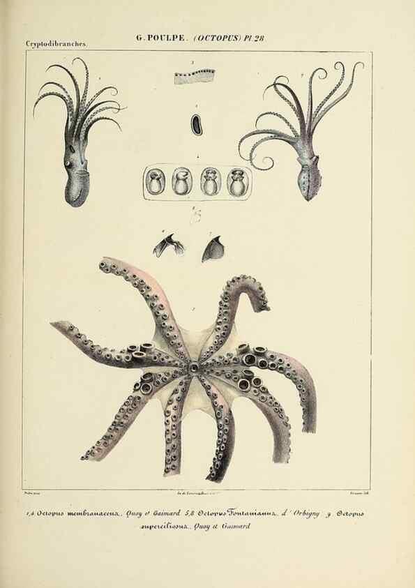 Reproducción/Reproduction 49435134282: Histoire naturelle, générale et particulière des céphalopodes acétabuifères viants, et fossiles :. Paris :Impr. de A. Lacour,1835-1848.. 
