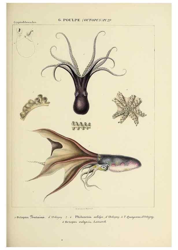 Reproducción/Reproduction 49435134672: Histoire naturelle, générale et particulière des céphalopodes acétabuifères viants, et fossiles :. Paris :Impr. de A. Lacour,1835-1848.. 