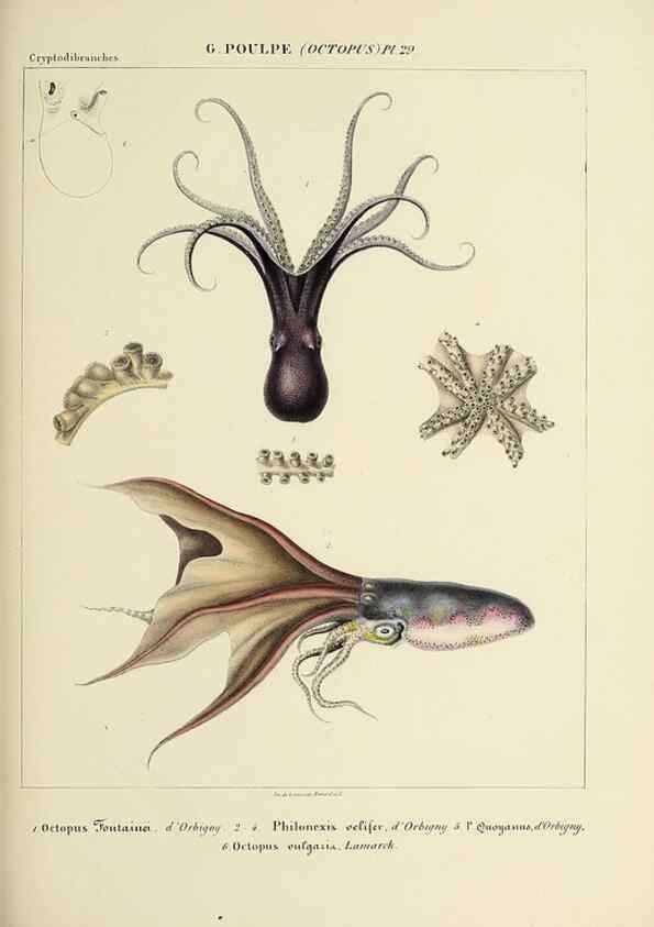 Reproducción/Reproduction 49435134672: Histoire naturelle, générale et particulière des céphalopodes acétabuifères viants, et fossiles :. Paris :Impr. de A. Lacour,1835-1848.. 