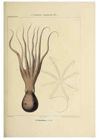 Reproducción/Reproduction 49434913206: Histoire naturelle, générale et particulière des céphalopodes acétabuifères viants, et fossiles :. Paris :Impr. de A. Lacour,1835-1848.. 