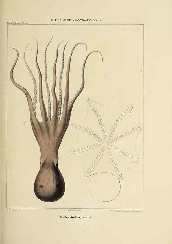 Reproducción/Reproduction 49434913206: Histoire naturelle, générale et particulière des céphalopodes acétabuifères viants, et fossiles :. Paris :Impr. de A. Lacour,1835-1848.. 