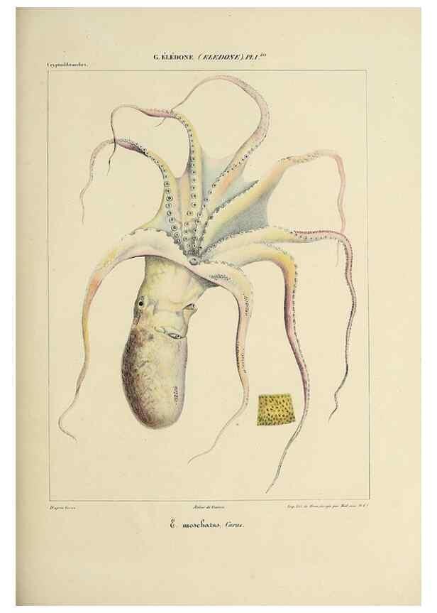 Reproducción/Reproduction 49434913461: Histoire naturelle, générale et particulière des céphalopodes acétabuifères viants, et fossiles :. Paris :Impr. de A. Lacour,1835-1848.. 