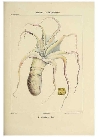 Reproducción/Reproduction 49434913461: Histoire naturelle, générale et particulière des céphalopodes acétabuifères viants, et fossiles :. Paris :Impr. de A. Lacour,1835-1848.. 