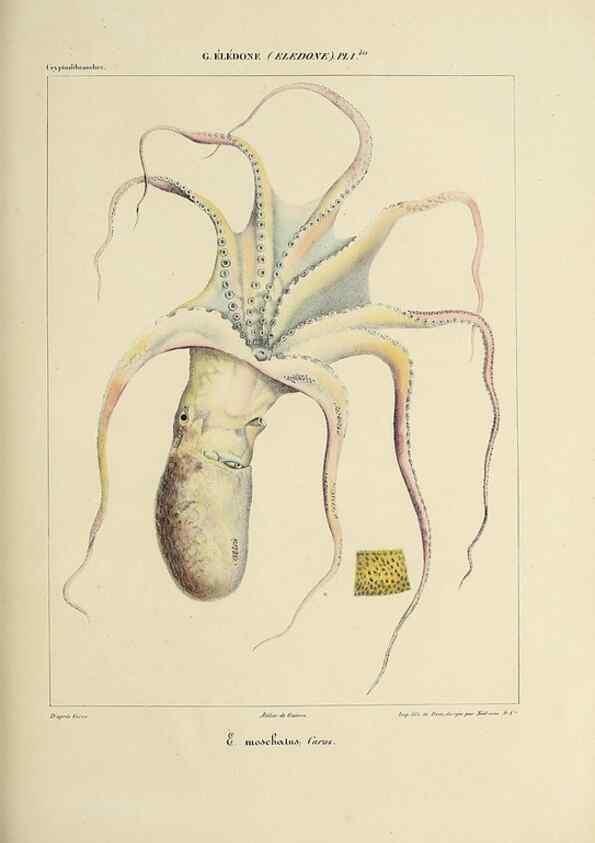 Reproducción/Reproduction 49434913461: Histoire naturelle, générale et particulière des céphalopodes acétabuifères viants, et fossiles :. Paris :Impr. de A. Lacour,1835-1848.. 
