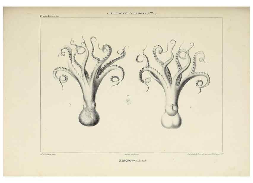 Reproducción/Reproduction 49434913766: Histoire naturelle, générale et particulière des céphalopodes acétabuifères viants, et fossiles :. Paris :Impr. de A. Lacour,1835-1848.. 