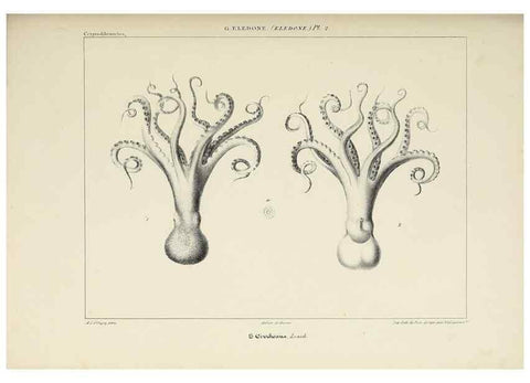 Reproducción/Reproduction 49434913766: Histoire naturelle, générale et particulière des céphalopodes acétabuifères viants, et fossiles :. Paris :Impr. de A. Lacour,1835-1848.. 