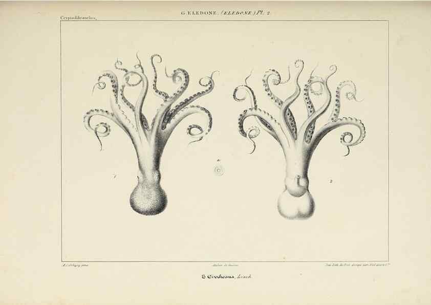 Reproducción/Reproduction 49434913766: Histoire naturelle, générale et particulière des céphalopodes acétabuifères viants, et fossiles :. Paris :Impr. de A. Lacour,1835-1848.. 