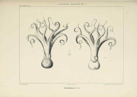 Reproducción/Reproduction 49434913766: Histoire naturelle, générale et particulière des céphalopodes acétabuifères viants, et fossiles :. Paris :Impr. de A. Lacour,1835-1848.. 