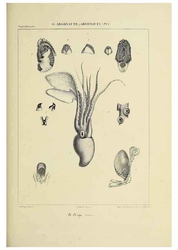 Reproducción/Reproduction 49434914301: Histoire naturelle, générale et particulière des céphalopodes acétabuifères viants, et fossiles :. Paris :Impr. de A. Lacour,1835-1848.. 