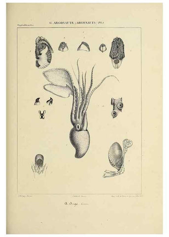Reproducción/Reproduction 49434914301: Histoire naturelle, générale et particulière des céphalopodes acétabuifères viants, et fossiles :. Paris :Impr. de A. Lacour,1835-1848.. 