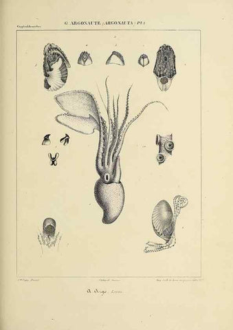 Reproducción/Reproduction 49434914301: Histoire naturelle, générale et particulière des céphalopodes acétabuifères viants, et fossiles :. Paris :Impr. de A. Lacour,1835-1848.. 