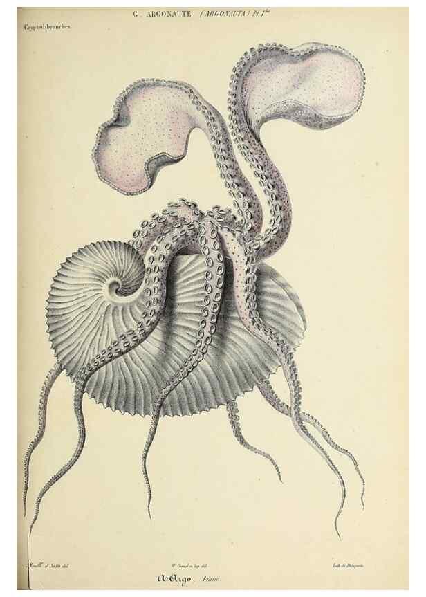 Reproducción/Reproduction 49434440768: Histoire naturelle, générale et particulière des céphalopodes acétabuifères viants, et fossiles :. Paris :Impr. de A. Lacour,1835-1848.. 