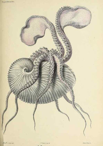 Reproducción/Reproduction 49434440768: Histoire naturelle, générale et particulière des céphalopodes acétabuifères viants, et fossiles :. Paris :Impr. de A. Lacour,1835-1848.. 