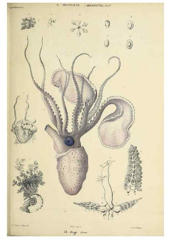 Reproducción/Reproduction 49435136757: Histoire naturelle, générale et particulière des céphalopodes acétabuifères viants, et fossiles :. Paris :Impr. de A. Lacour,1835-1848.. 