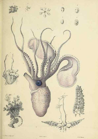Reproducción/Reproduction 49435136757: Histoire naturelle, générale et particulière des céphalopodes acétabuifères viants, et fossiles :. Paris :Impr. de A. Lacour,1835-1848.. 
