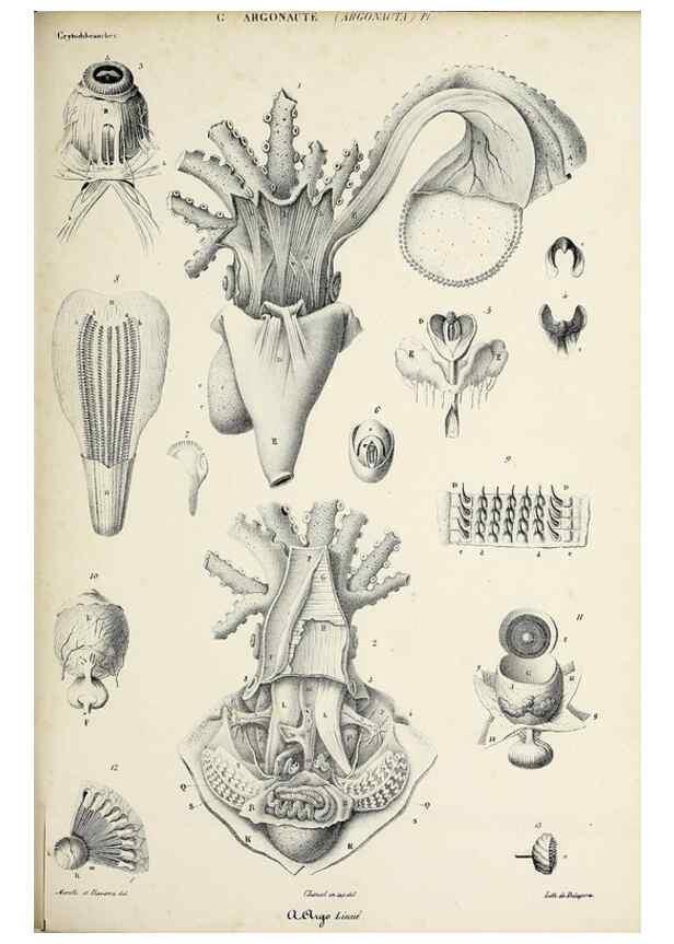Reproducción/Reproduction 49435137212: Histoire naturelle, générale et particulière des céphalopodes acétabuifères viants, et fossiles :. Paris :Impr. de A. Lacour,1835-1848.. 