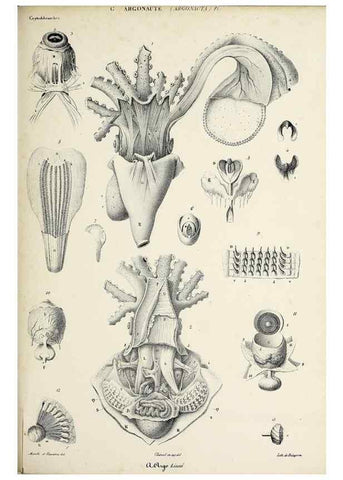 Reproducción/Reproduction 49435137212: Histoire naturelle, générale et particulière des céphalopodes acétabuifères viants, et fossiles :. Paris :Impr. de A. Lacour,1835-1848.. 