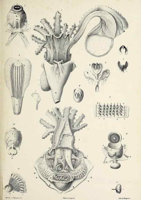 Reproducción/Reproduction 49435137212: Histoire naturelle, générale et particulière des céphalopodes acétabuifères viants, et fossiles :. Paris :Impr. de A. Lacour,1835-1848.. 