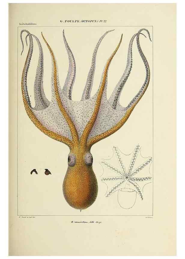 Reproducción/Reproduction 49434436693: Histoire naturelle, générale et particulière des céphalopodes acétabuifères viants, et fossiles :. Paris :Impr. de A. Lacour,1835-1848.. 