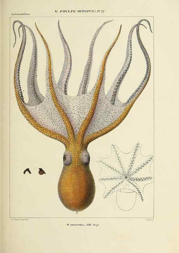 Reproducción/Reproduction 49434436693: Histoire naturelle, générale et particulière des céphalopodes acétabuifères viants, et fossiles :. Paris :Impr. de A. Lacour,1835-1848.. 
