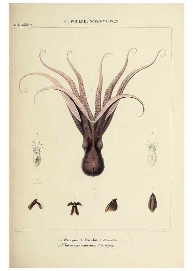 Reproducción/Reproduction 49434436358: Histoire naturelle, générale et particulière des céphalopodes acétabuifères viants, et fossiles :. Paris :Impr. de A. Lacour,1835-1848.. 