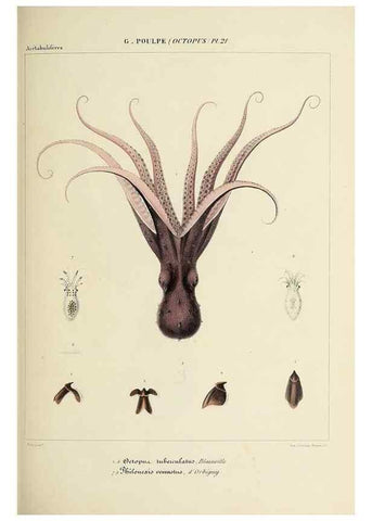 Reproducción/Reproduction 49434436358: Histoire naturelle, générale et particulière des céphalopodes acétabuifères viants, et fossiles :. Paris :Impr. de A. Lacour,1835-1848.. 
