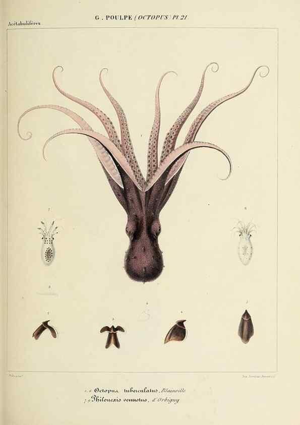 Reproducción/Reproduction 49434436358: Histoire naturelle, générale et particulière des céphalopodes acétabuifères viants, et fossiles :. Paris :Impr. de A. Lacour,1835-1848.. 