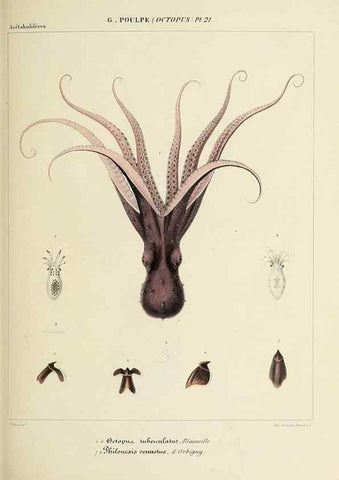 Reproducción/Reproduction 49434436358: Histoire naturelle, générale et particulière des céphalopodes acétabuifères viants, et fossiles :. Paris :Impr. de A. Lacour,1835-1848.. 