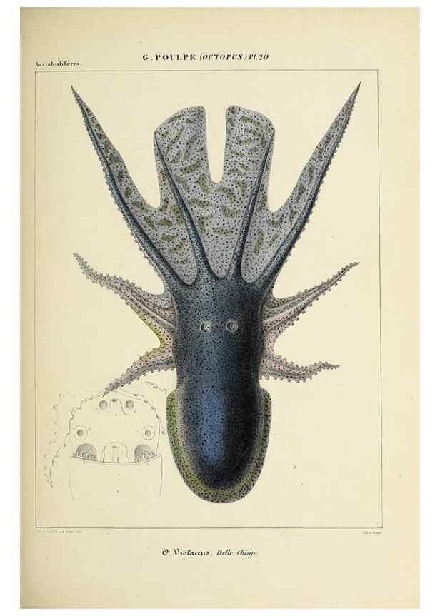 Reproducción/Reproduction 49434436048: Histoire naturelle, générale et particulière des céphalopodes acétabuifères viants, et fossiles :. Paris :Impr. de A. Lacour,1835-1848.. 