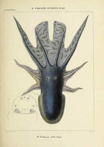 Reproducción/Reproduction 49434436048: Histoire naturelle, générale et particulière des céphalopodes acétabuifères viants, et fossiles :. Paris :Impr. de A. Lacour,1835-1848.. 