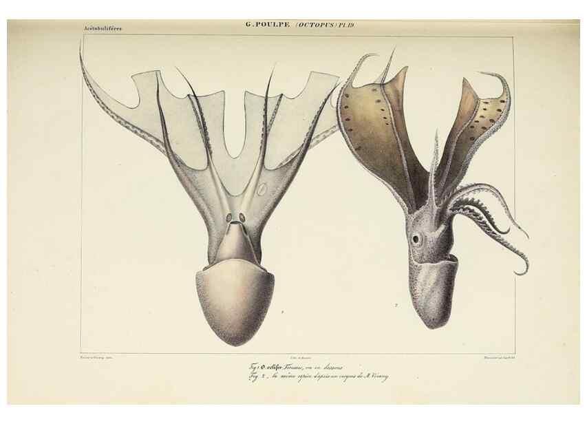 Reproducción/Reproduction 49434435733: Histoire naturelle, générale et particulière des céphalopodes acétabuifères viants, et fossiles :. Paris :Impr. de A. Lacour,1835-1848.. 