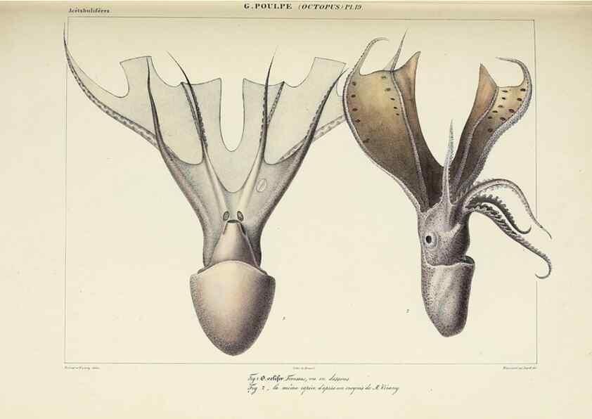 Reproducción/Reproduction 49434435733: Histoire naturelle, générale et particulière des céphalopodes acétabuifères viants, et fossiles :. Paris :Impr. de A. Lacour,1835-1848.. 