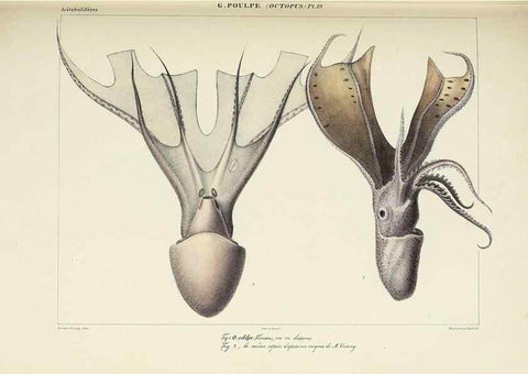 Reproducción/Reproduction 49434435733: Histoire naturelle, générale et particulière des céphalopodes acétabuifères viants, et fossiles :. Paris :Impr. de A. Lacour,1835-1848.. 