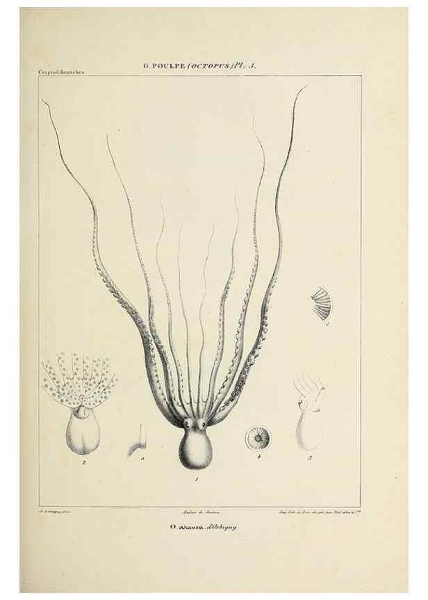 Reproducción/Reproduction 49435126237: Histoire naturelle, générale et particulière des céphalopodes acétabuifères viants, et fossiles :. Paris :Impr. de A. Lacour,1835-1848.. 