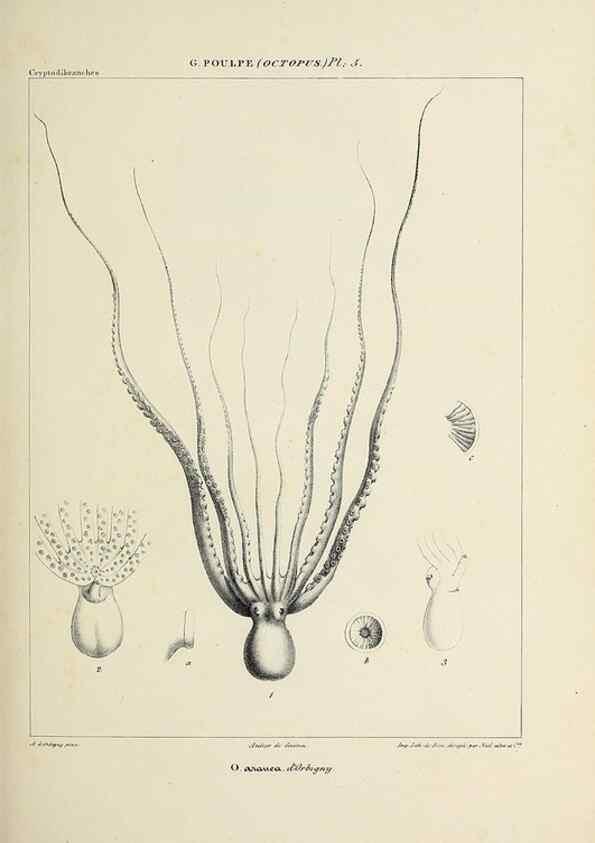 Reproducción/Reproduction 49435126237: Histoire naturelle, générale et particulière des céphalopodes acétabuifères viants, et fossiles :. Paris :Impr. de A. Lacour,1835-1848.. 