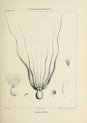 Reproducción/Reproduction 49435126237: Histoire naturelle, générale et particulière des céphalopodes acétabuifères viants, et fossiles :. Paris :Impr. de A. Lacour,1835-1848.. 