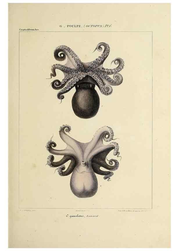 Reproducción/Reproduction 49434431193: Histoire naturelle, générale et particulière des céphalopodes acétabuifères viants, et fossiles :. Paris :Impr. de A. Lacour,1835-1848.. 
