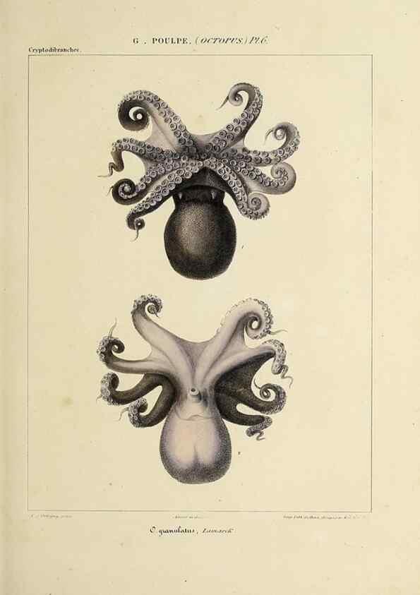 Reproducción/Reproduction 49434431193: Histoire naturelle, générale et particulière des céphalopodes acétabuifères viants, et fossiles :. Paris :Impr. de A. Lacour,1835-1848.. 